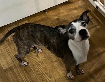 Enlarge Candy, a ADOPTABLE mixed breed in Woodstock, GA image 2/3