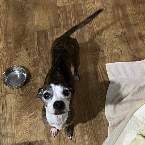 Enlarge Candy, a ADOPTABLE mixed breed in Woodstock, GA image 3/3