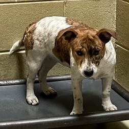 Savannah thumbnail 2