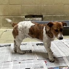 Savannah thumbnail 4