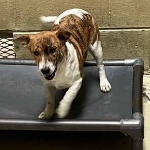 Savannah thumbnail 5