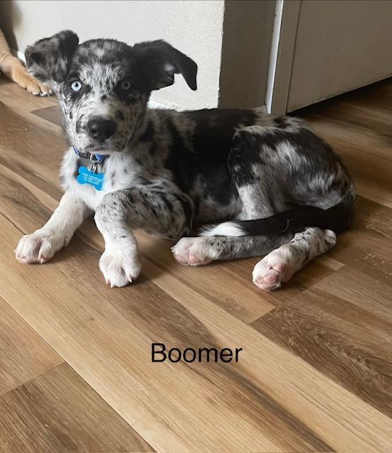 Boomer, Adoptable, Young Male Australian Shepherd.