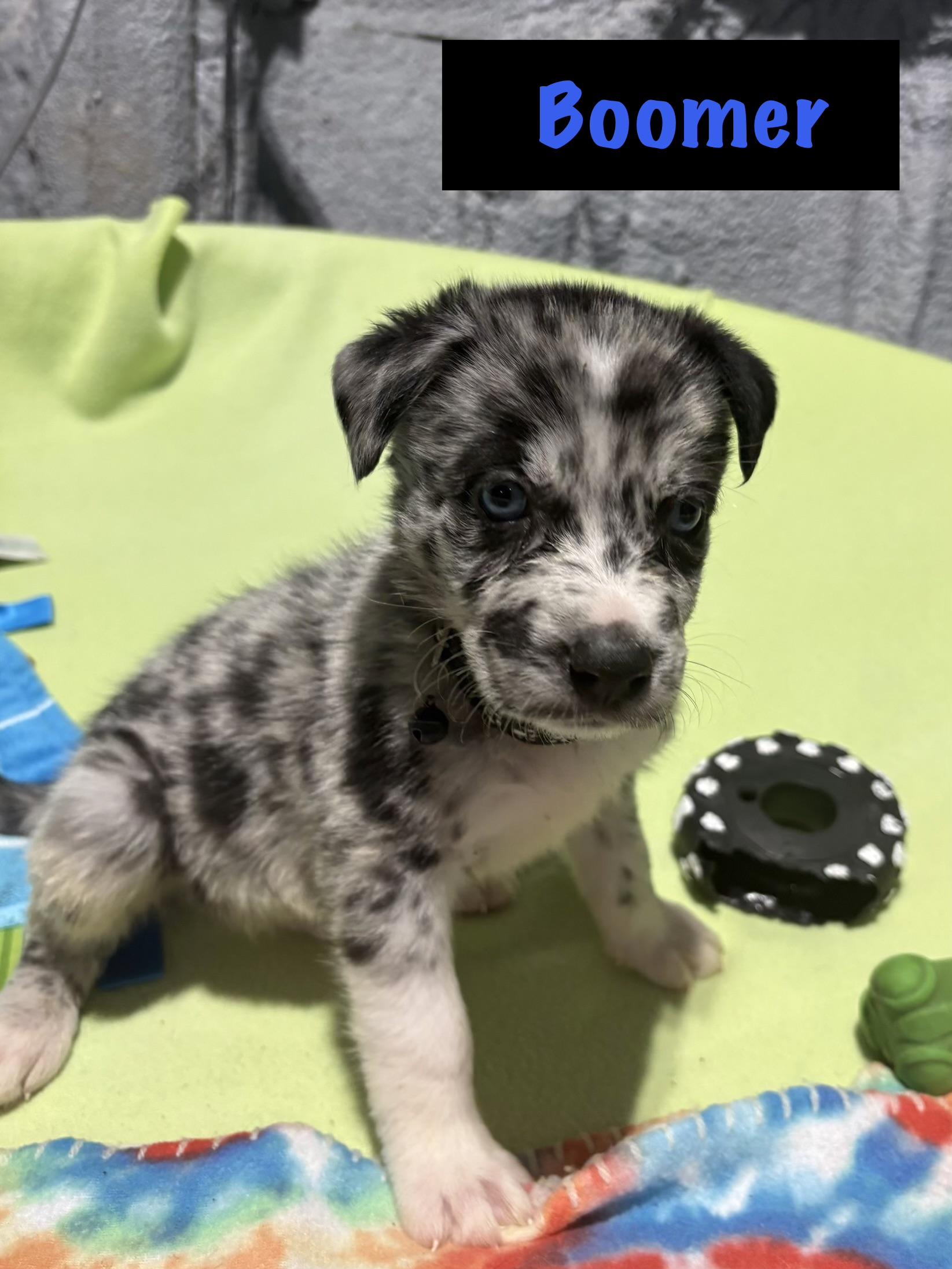 Enlarge Boomer, a Adoptable mixed breed in Littleton, CO image 3/3