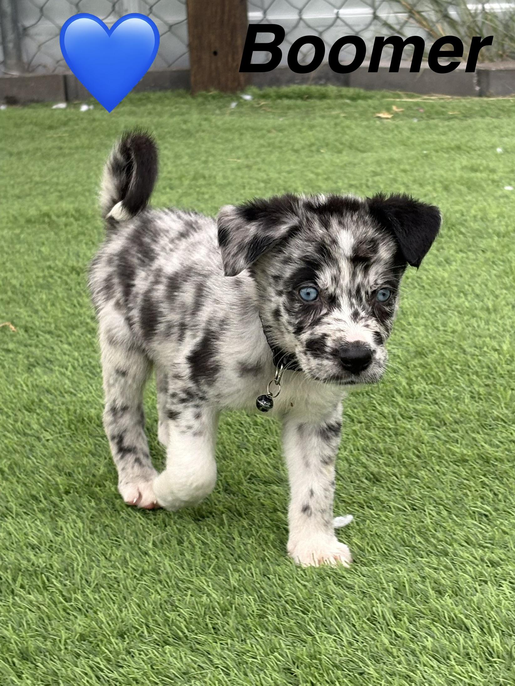 Enlarge Boomer, a Adoptable mixed breed in Littleton, CO image 2/3
