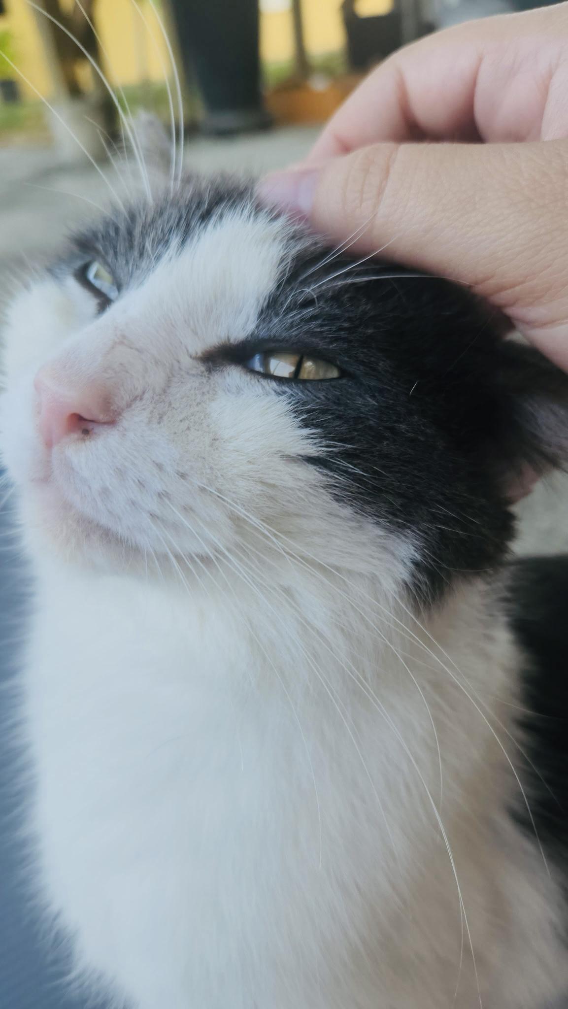 Lil Buddy *VIDEO* (sweet boy- abandoned), a Adoptable Domestic Short Hair in Deltona, FL image 1/4