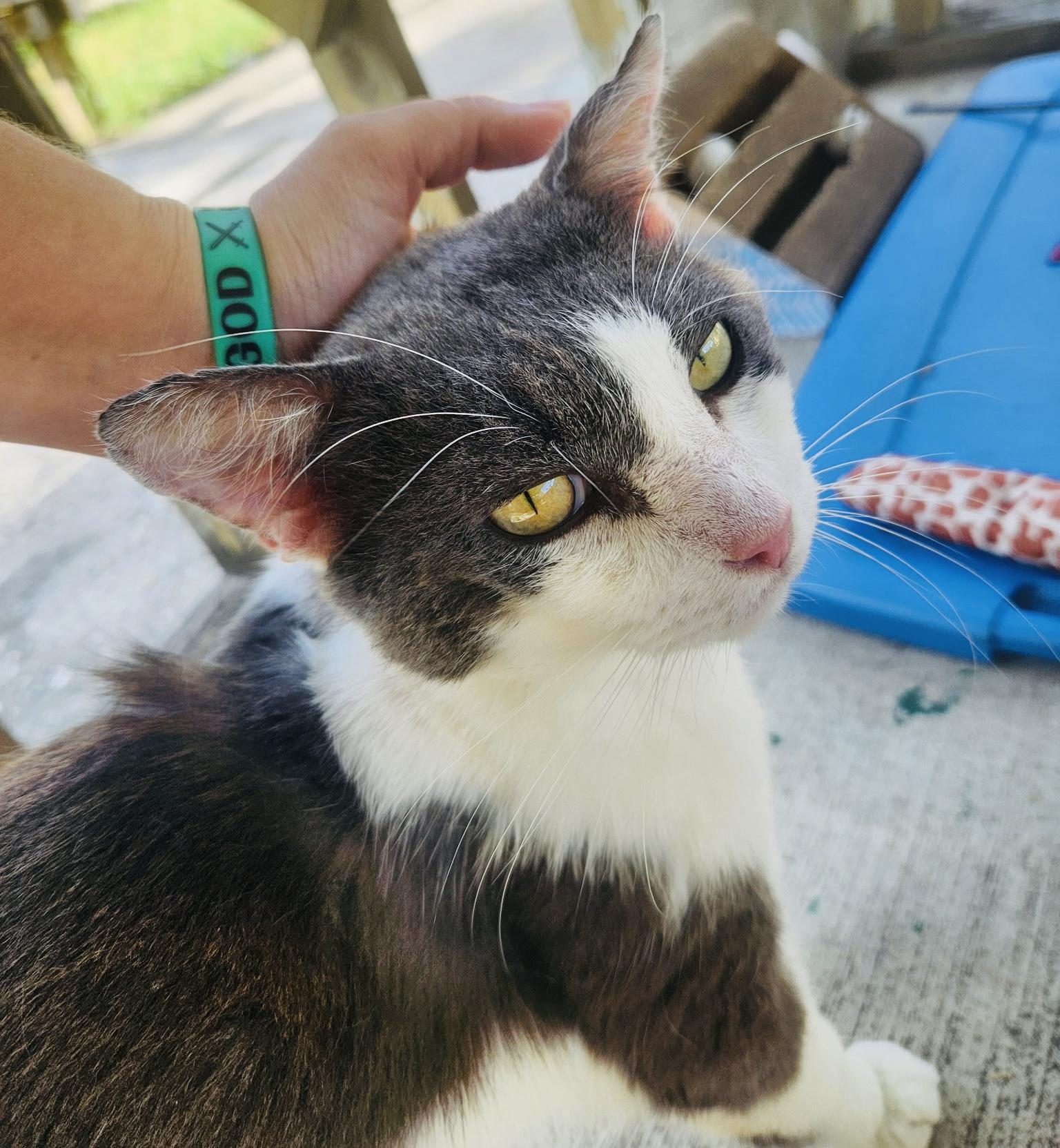 Lil Buddy *VIDEO* (sweet boy- abandoned), a Adoptable Domestic Short Hair in Deltona, FL image 2/4