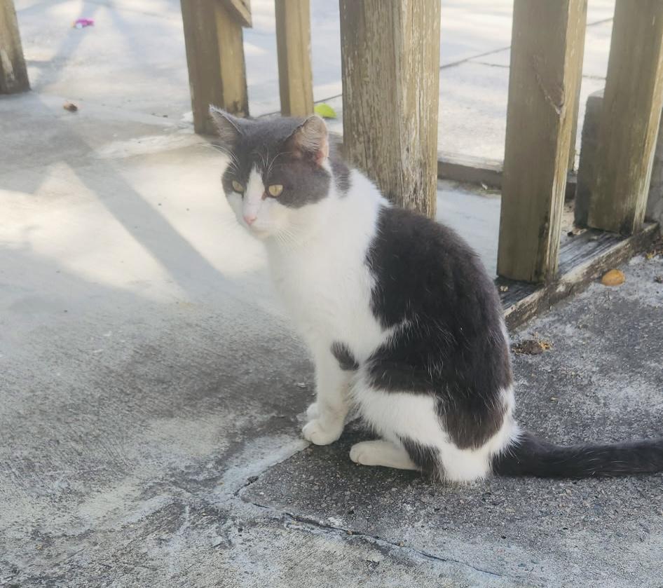 Lil Buddy *VIDEO* (sweet boy- abandoned), a Adoptable Domestic Short Hair in Deltona, FL image 3/4