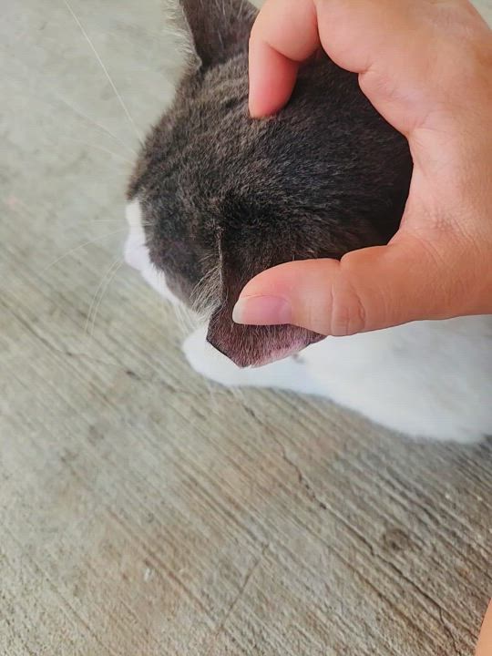 Enlarge Lil Buddy *VIDEO* (sweet boy- abandoned), a Adoptable Domestic Short Hair in Deltona, FL video 4/4