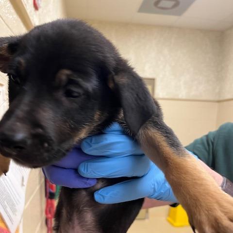 Maddi, Adoptable, Young Female Shepherd.