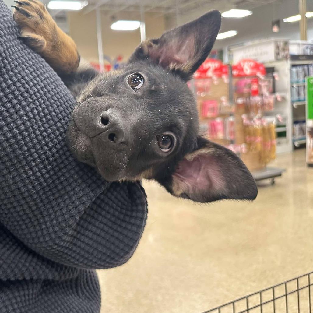 Enlarge Maddi, a Adoptable Shepherd in Bealeton, VA image 2/2