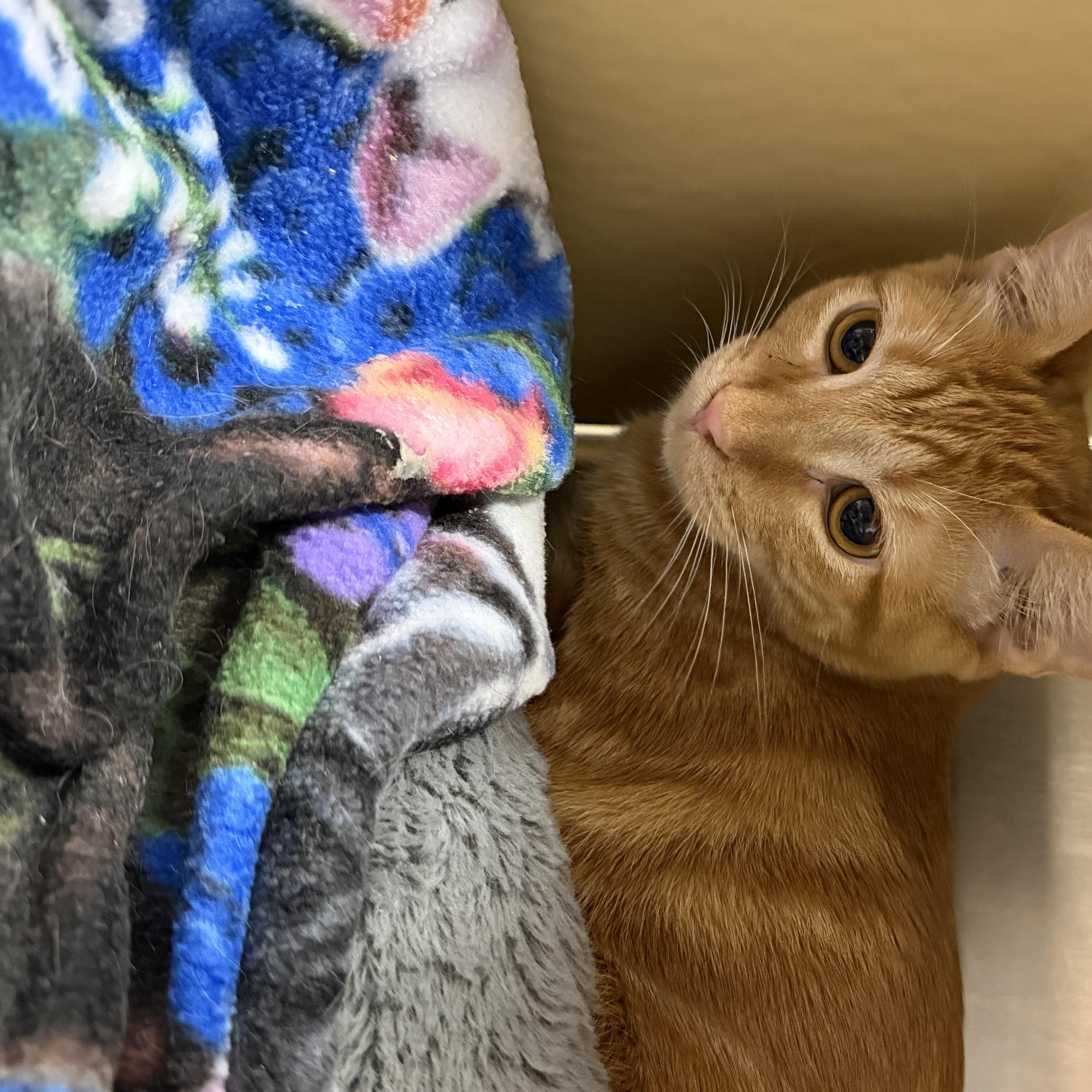 Noelle, Adoptable, Kitten Male Domestic Short Hair.