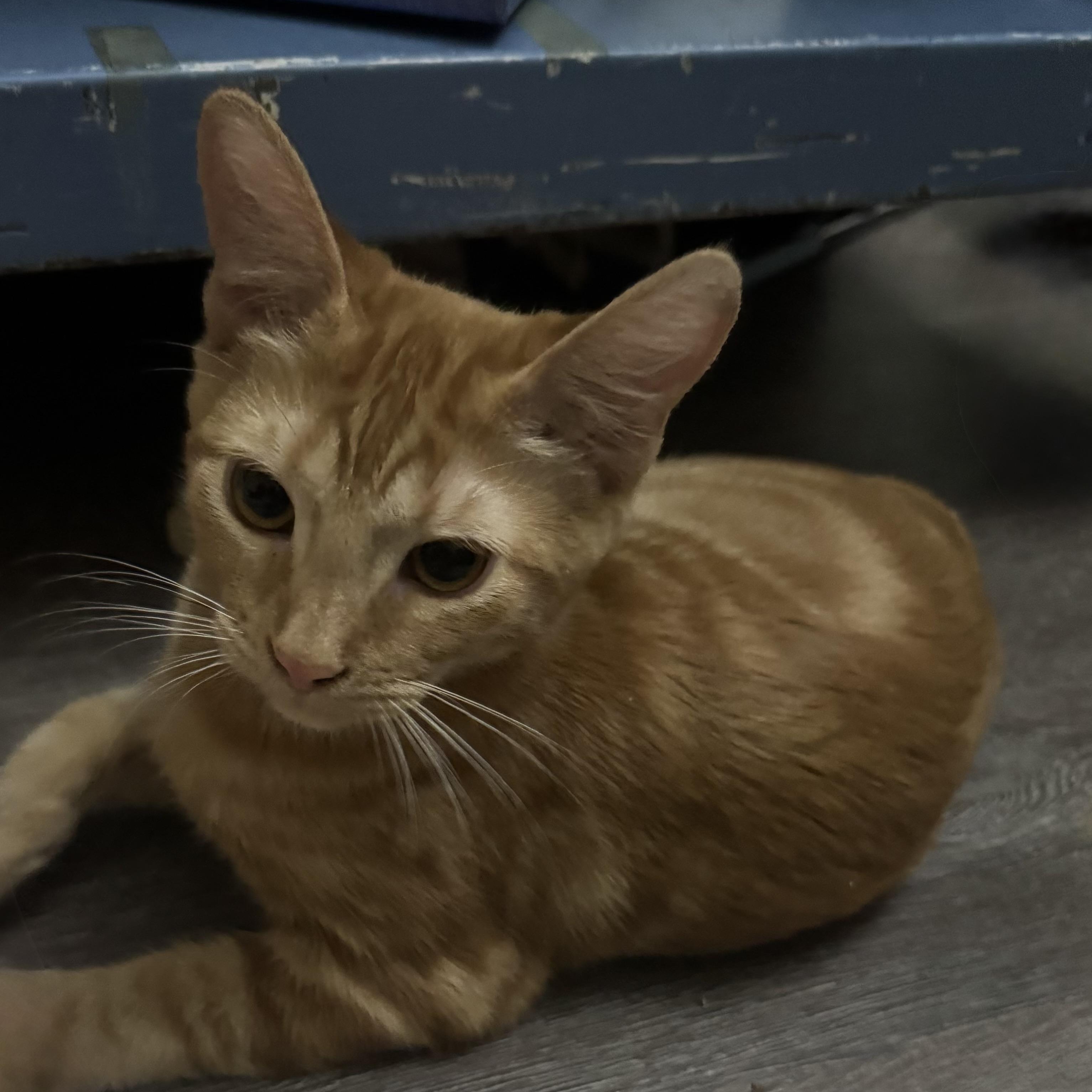 Enlarge Noelle, a Adoptable Domestic Short Hair in Chandler, AZ image 2/2