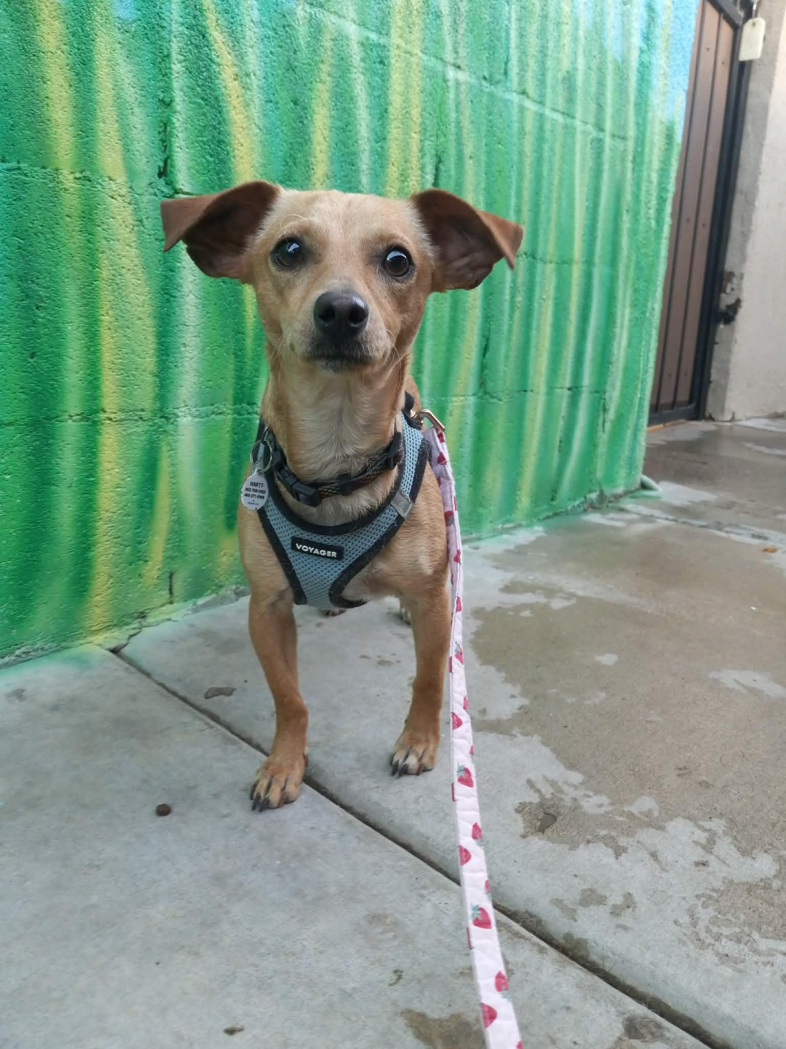 Sabine, ADOPTABLE, Young Female Chihuahua.