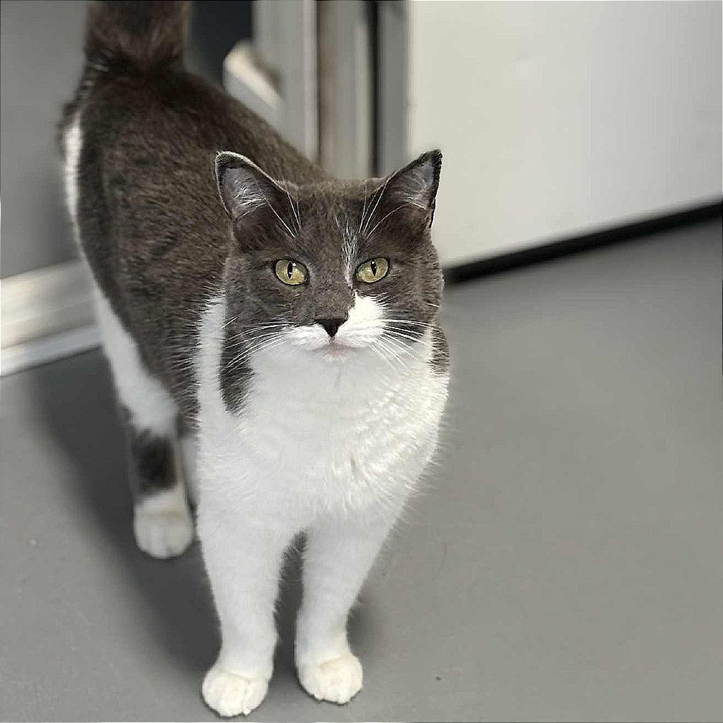 Enlarge Esther, a Adoptable Domestic Short Hair in Sheridan, WY image 1/1