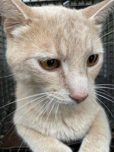 Enlarge CASHEW, a Adoptable Domestic Short Hair in Lees Summit, MO image 1/1