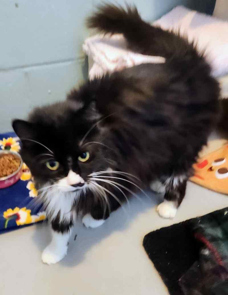 Beth, adopted, Adult Female Domestic Medium Hair.