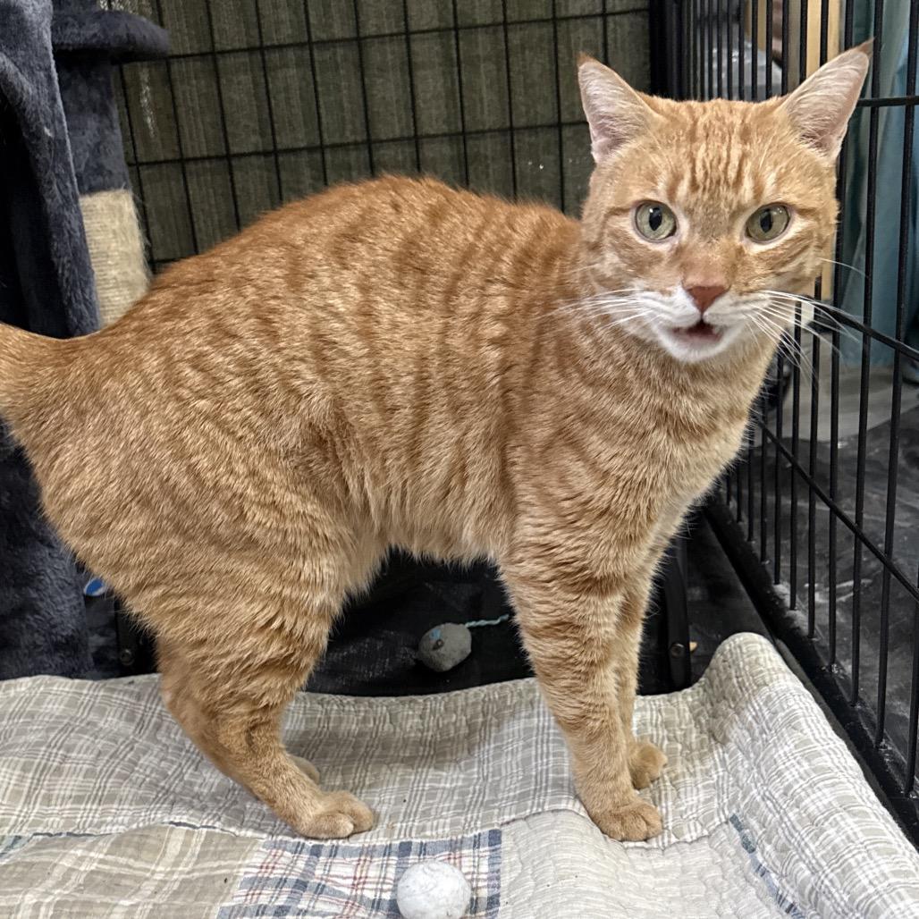 Rusty, Adoptable, Senior Male Domestic Short Hair.
