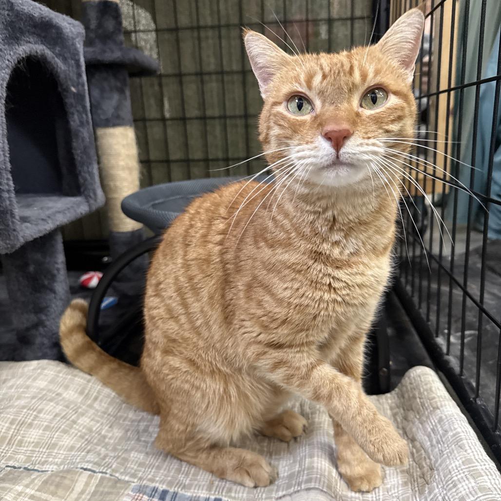 Rusty, a Adoptable Domestic Short Hair in Bismarck, ND image 2/3