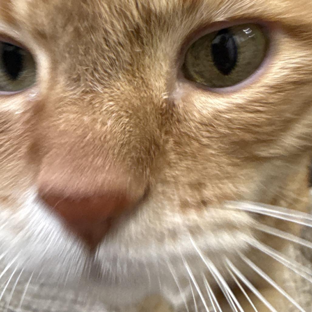 Rusty, a Adoptable Domestic Short Hair in Bismarck, ND image 3/3