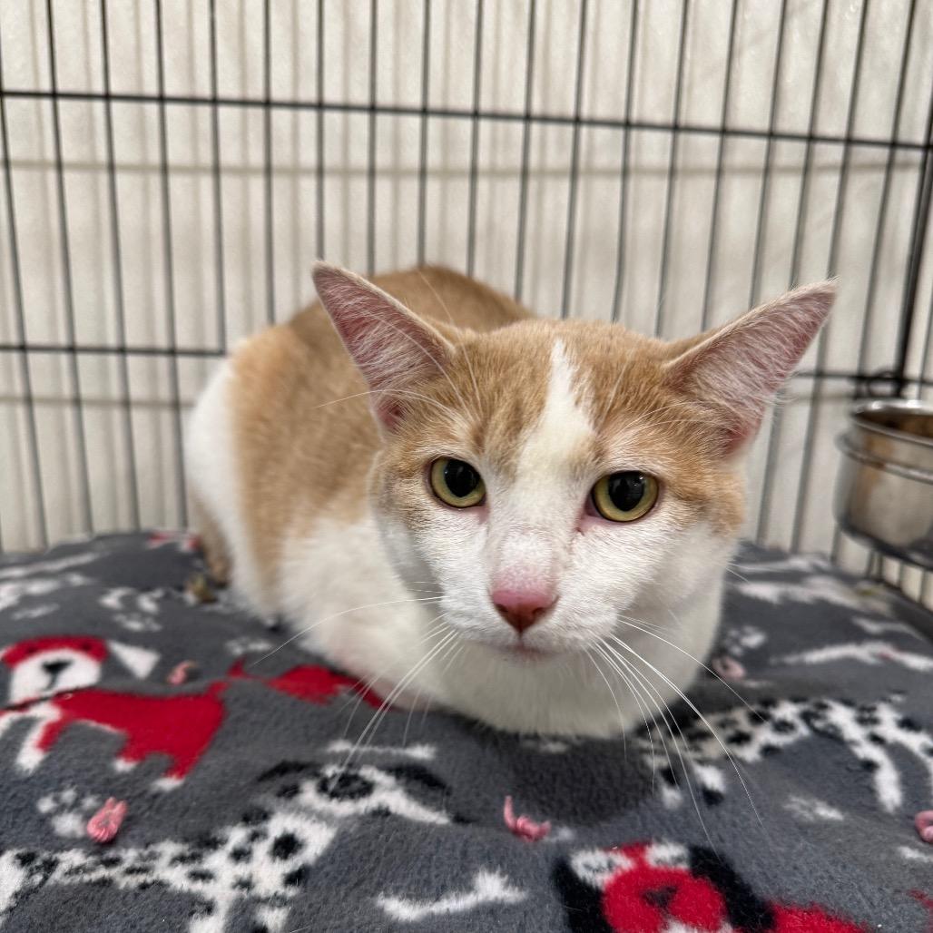 Jade, Adoptable, Young Female Domestic Short Hair.