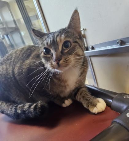 Enlarge Amira, a ADOPTABLE Domestic Short Hair in Dubuque, IA image 1/2