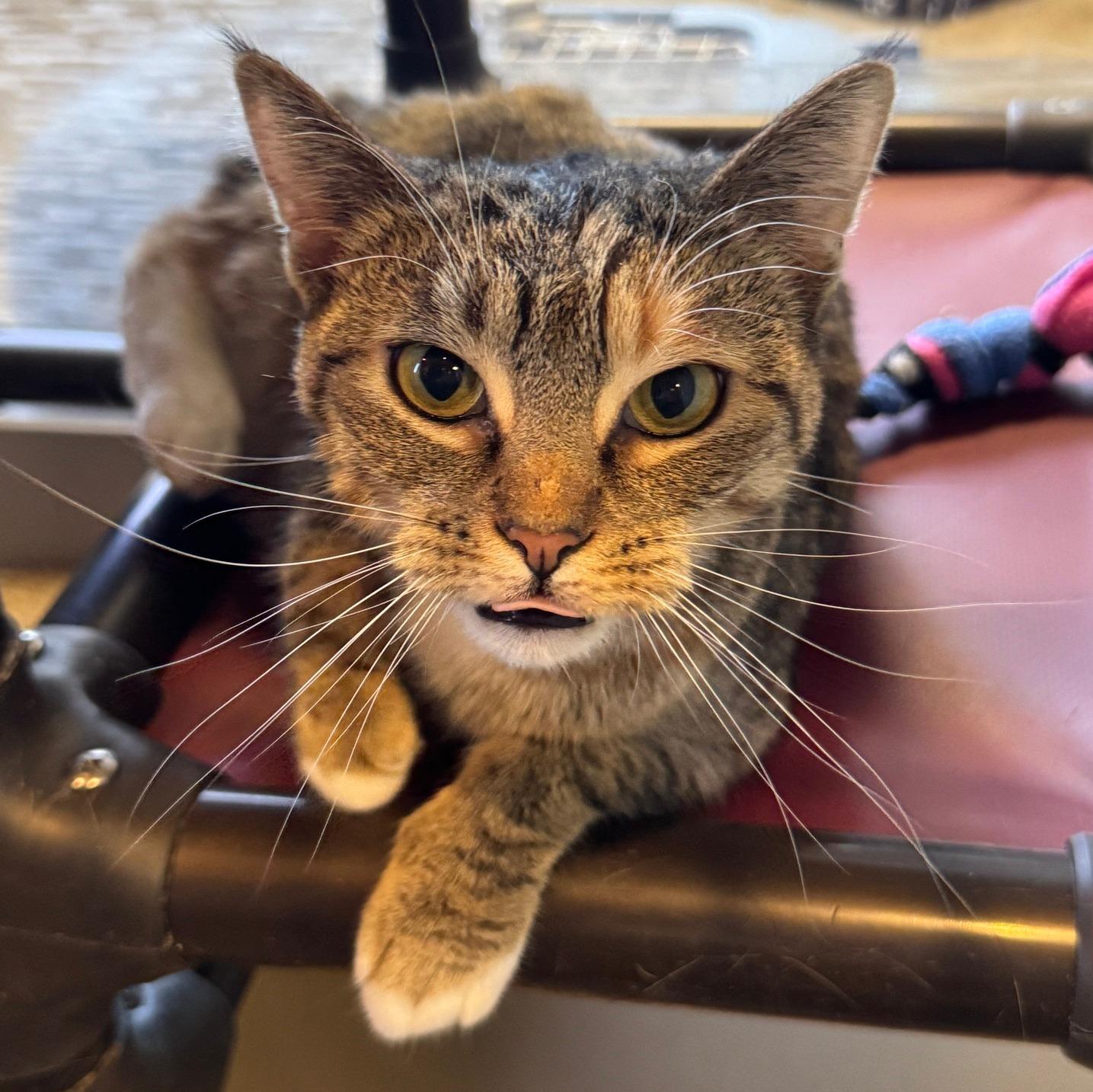 Enlarge Amira, a ADOPTABLE Domestic Short Hair in Dubuque, IA image 2/2