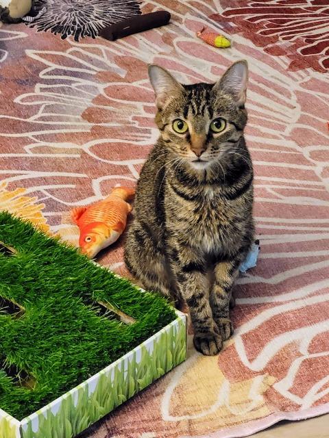 Miss Piggy thumbnail 4