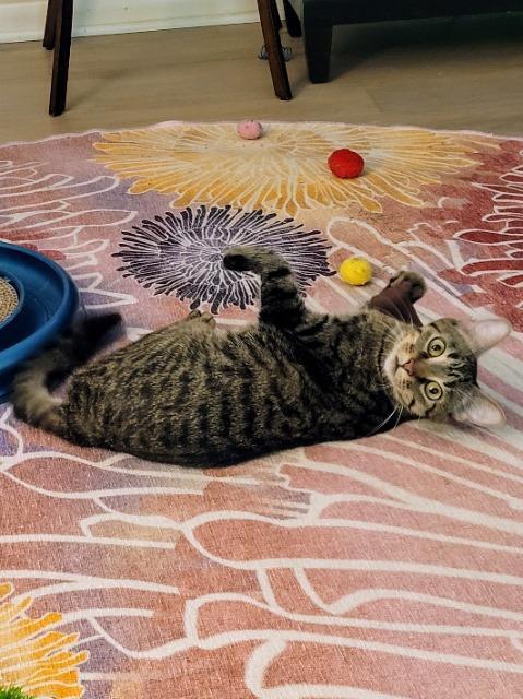 Miss Piggy thumbnail 7