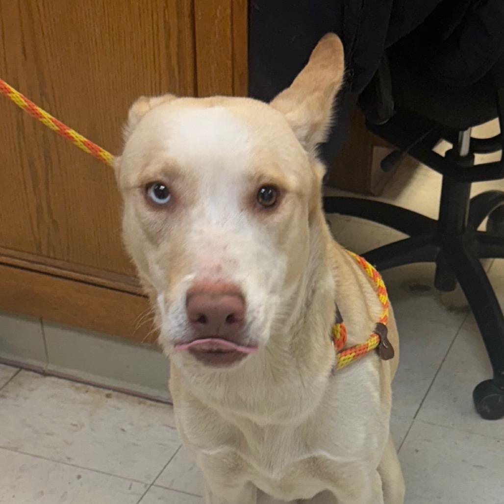 Chanel, Adoptable, Adult Female Husky & Shepherd.