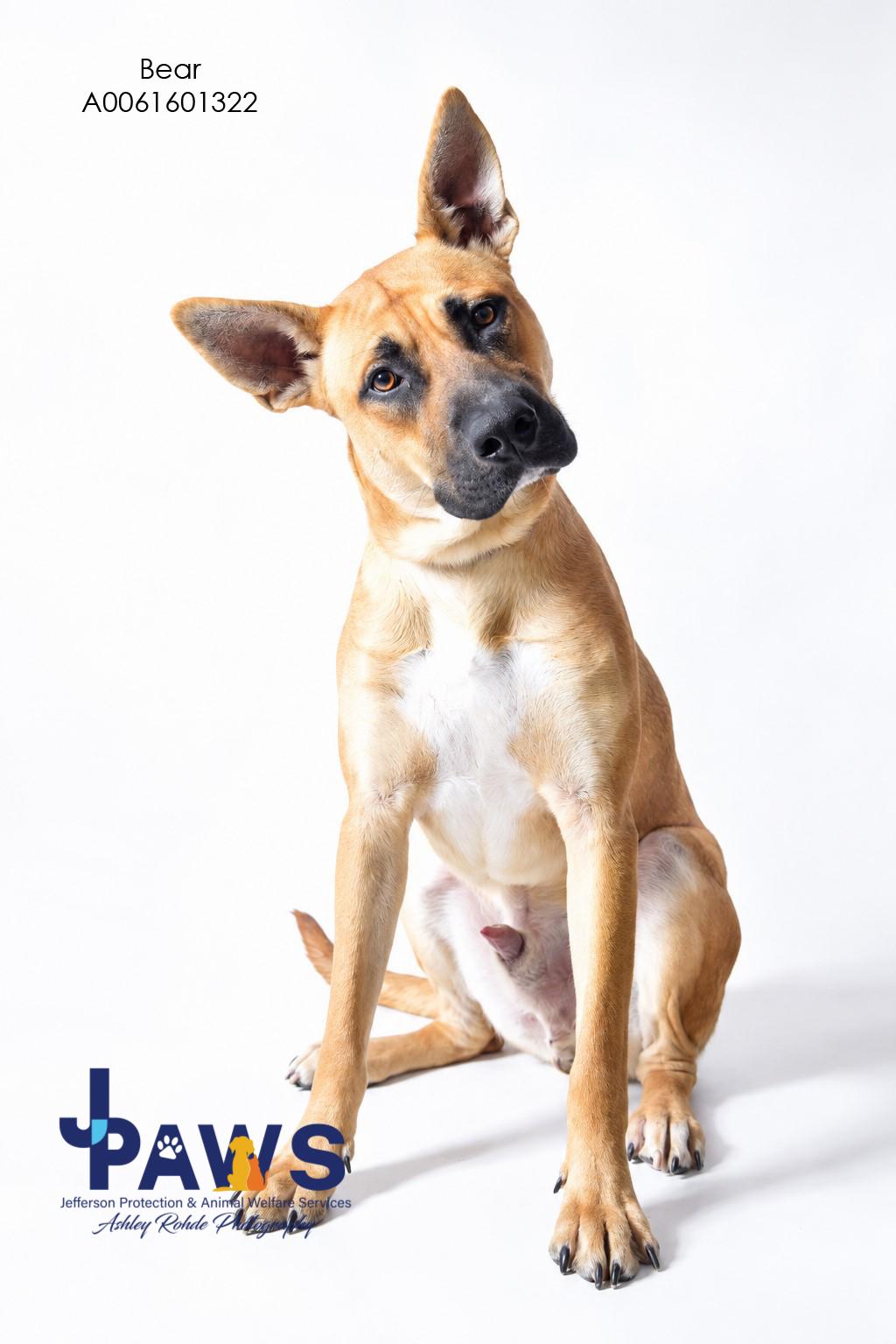 Enlarge Bear, a Adoptable German Shepherd Dog in Harvey , LA image 2/2