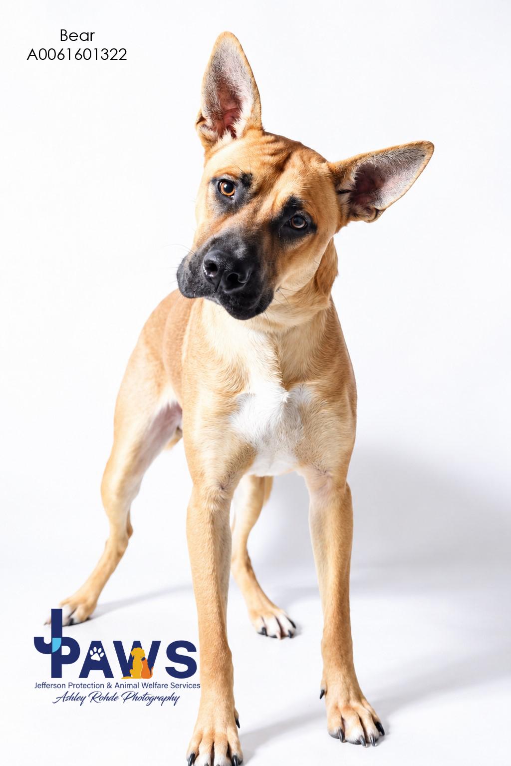 Bear, Adoptable, Young Male German Shepherd Dog.