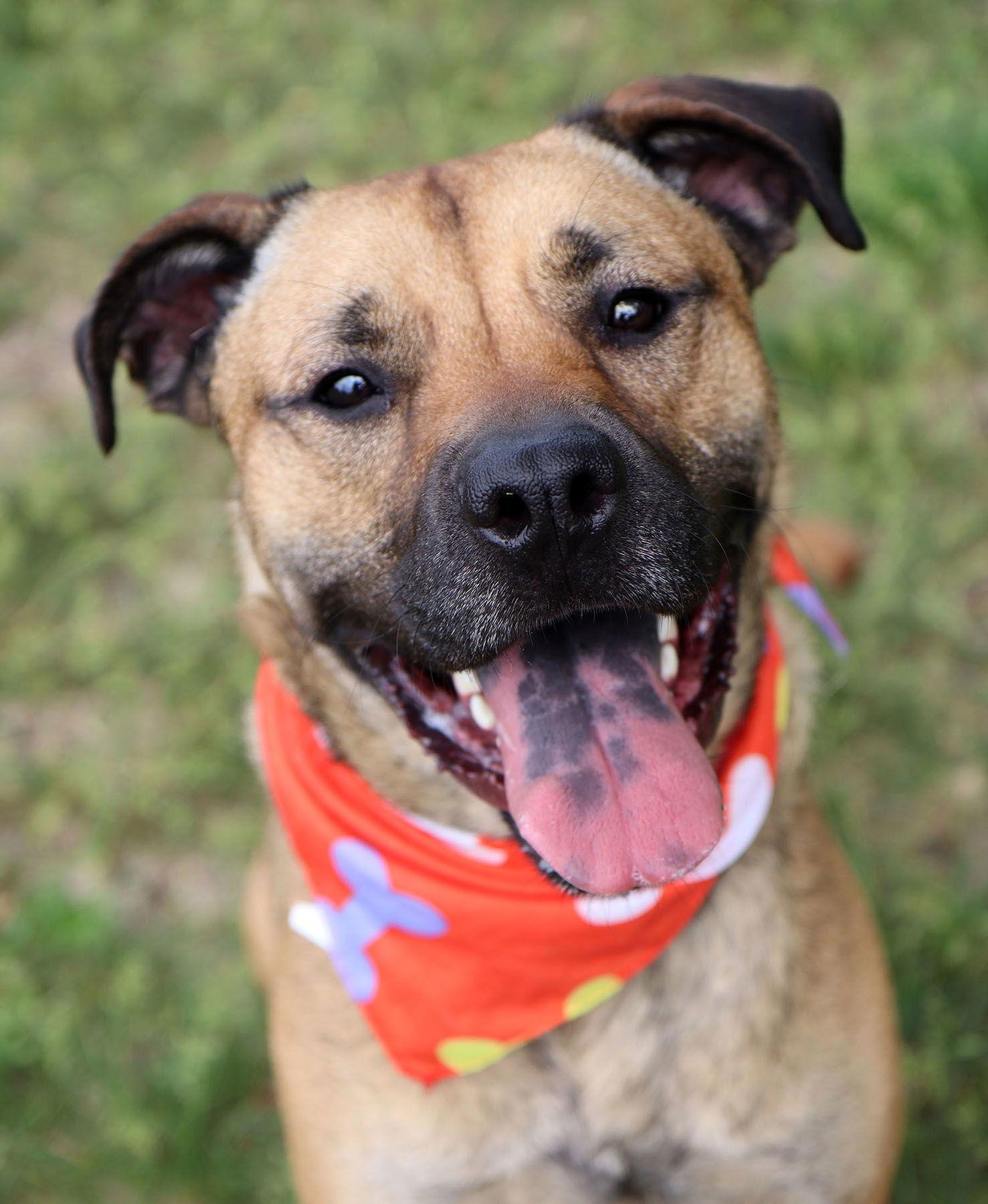 Mack, Adult Male Shepherd