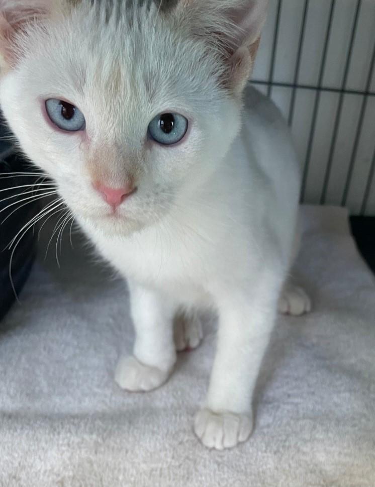 Cloud, a Adoptable Siamese in Yarnell, AZ image 2/4