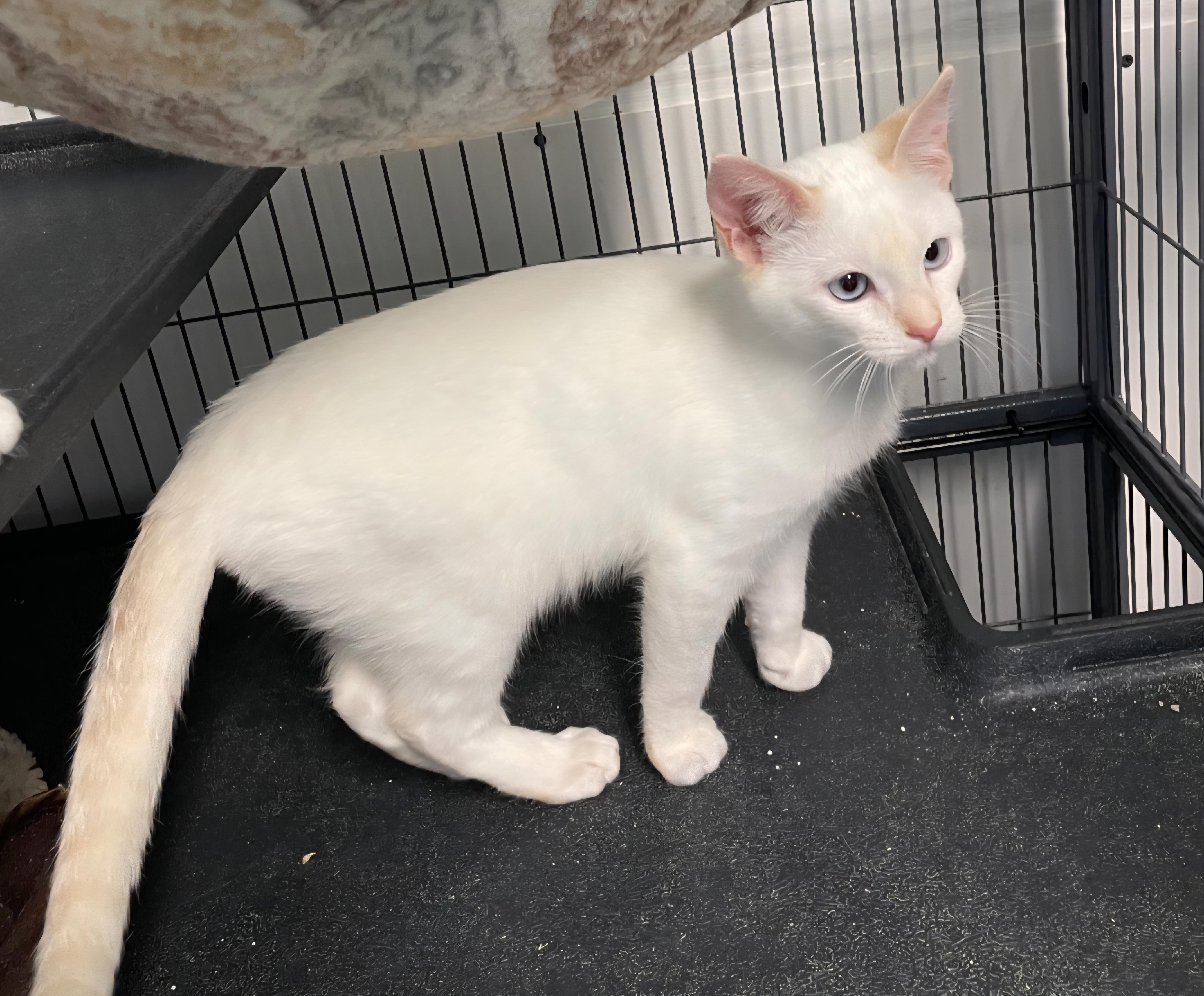 Cloud, a Adoptable Siamese in Yarnell, AZ image 3/4
