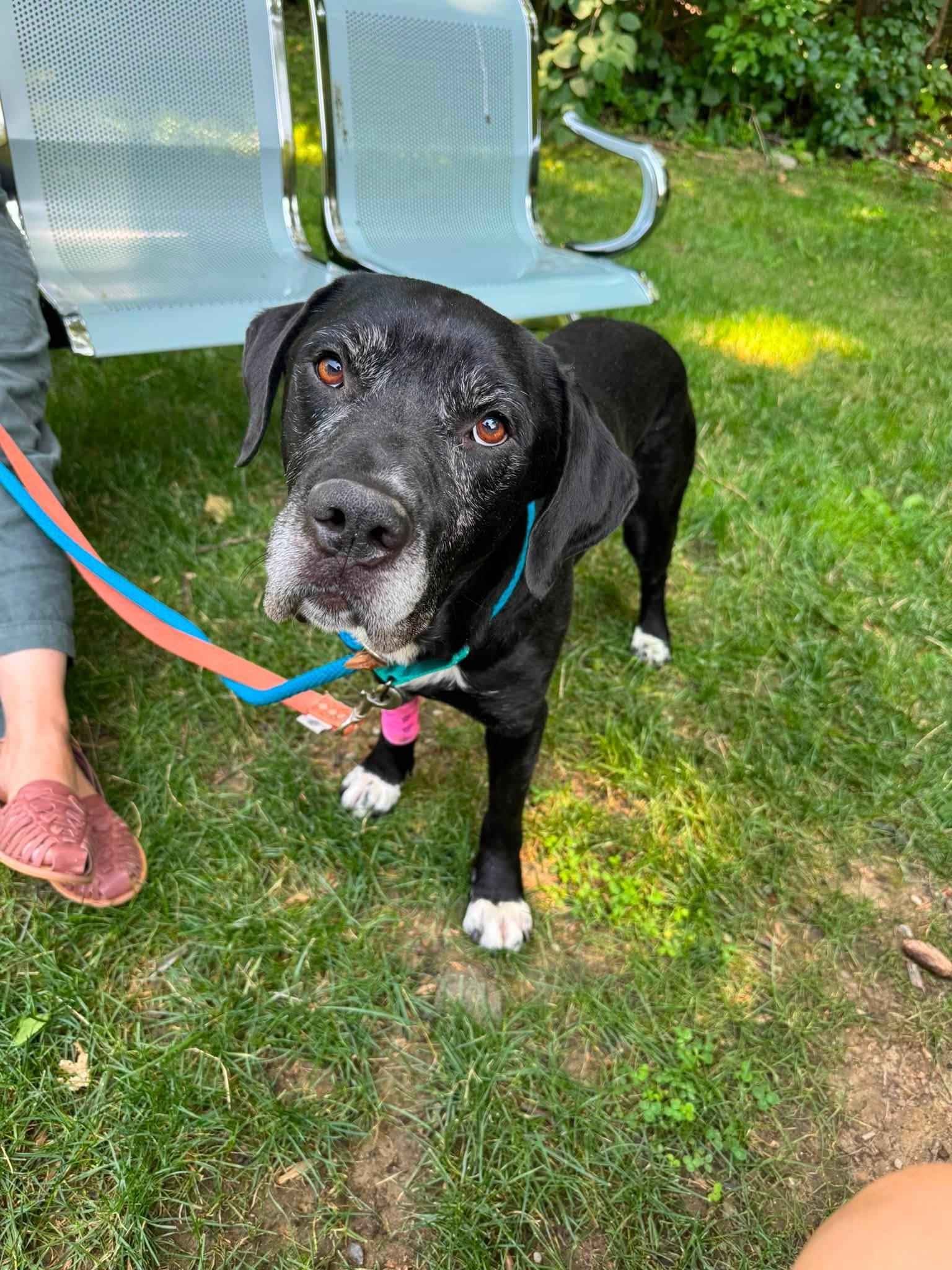 Hudson, an adopted Mixed Breed in Ossining, NY image 1/2