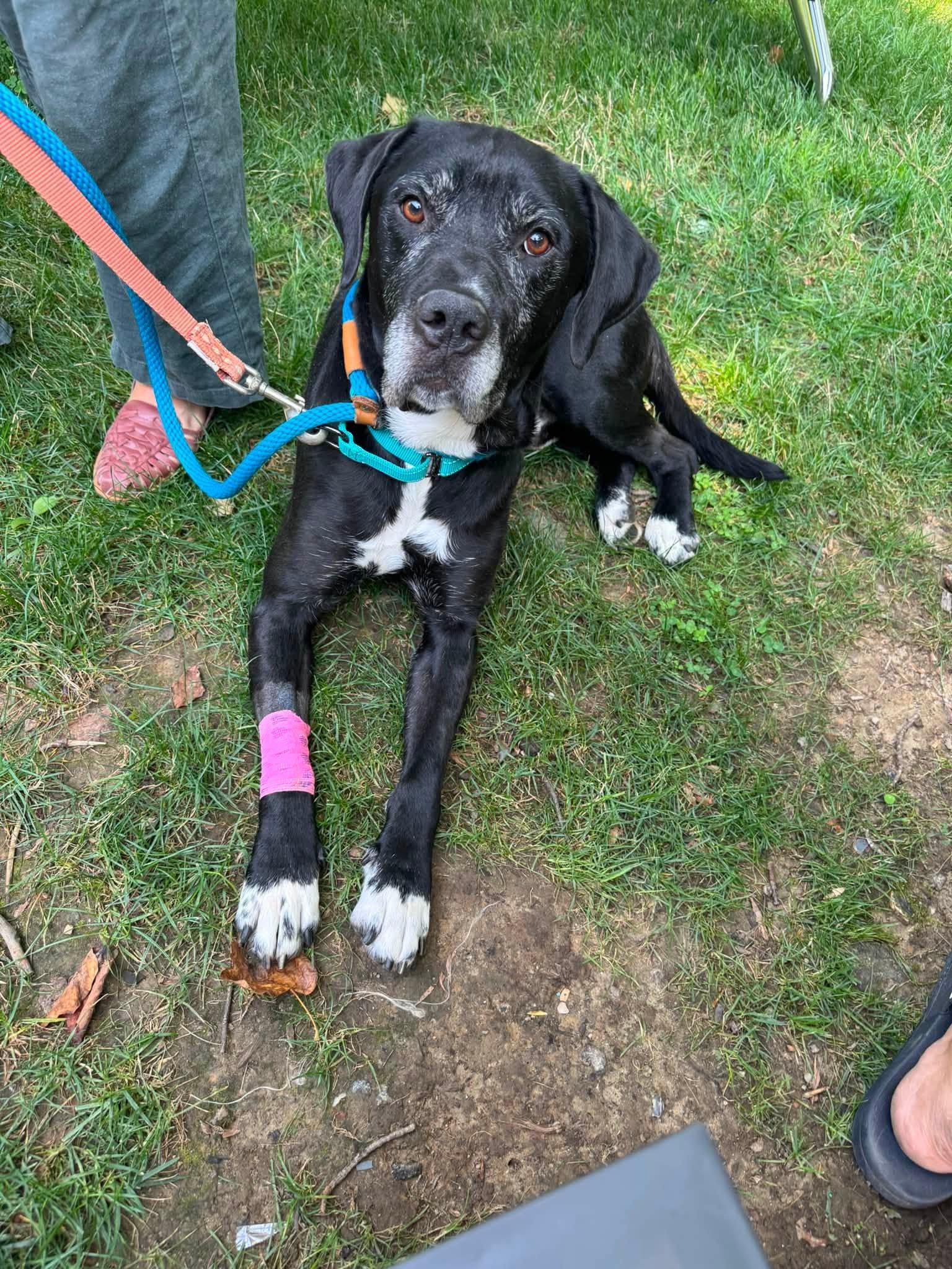 Hudson, an adopted Mixed Breed in Ossining, NY image 2/2