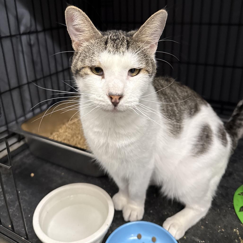Enlarge Anthony, a Adoptable Domestic Short Hair in Bismarck, ND image 1/6