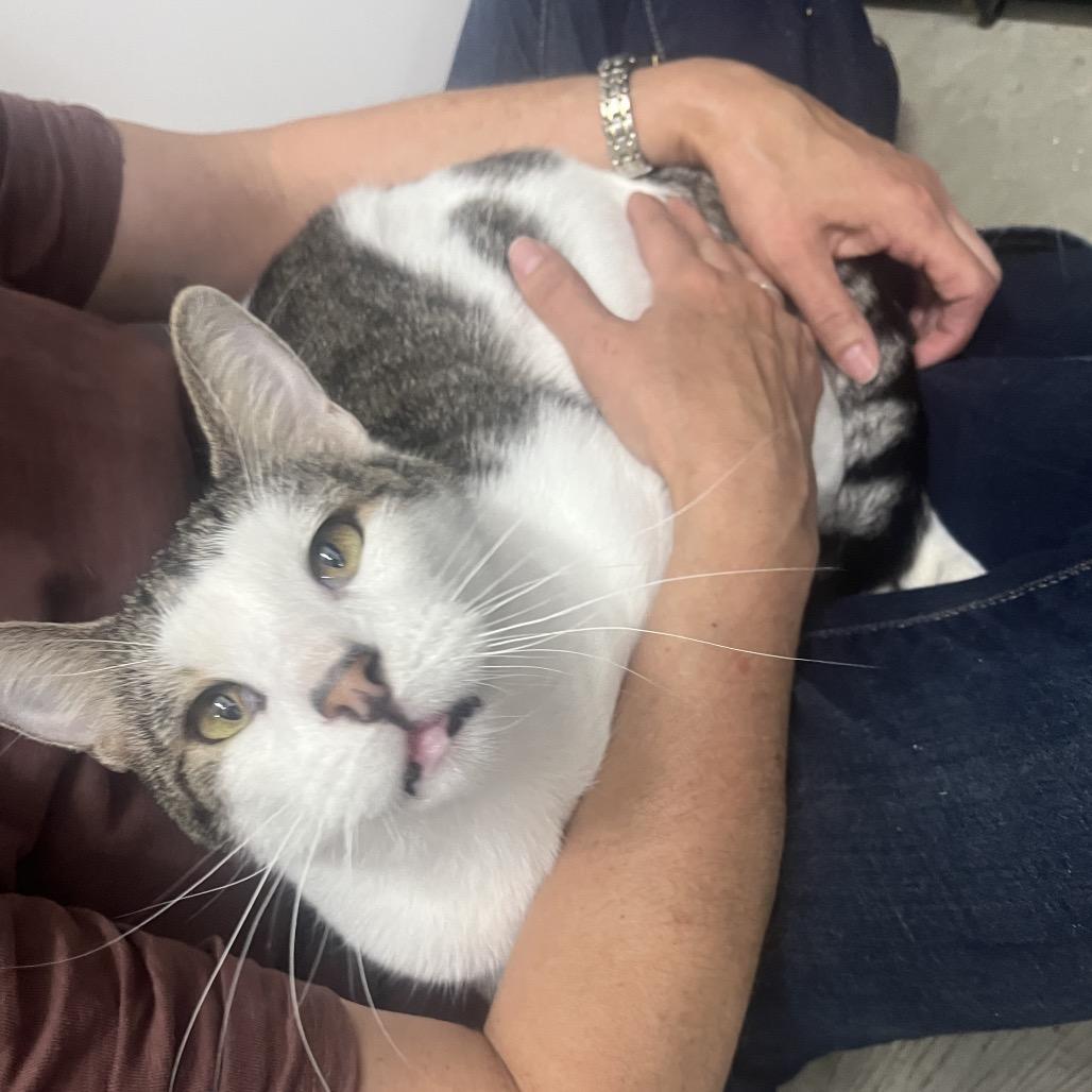 Enlarge Anthony, a Adoptable Domestic Short Hair in Bismarck, ND image 2/6