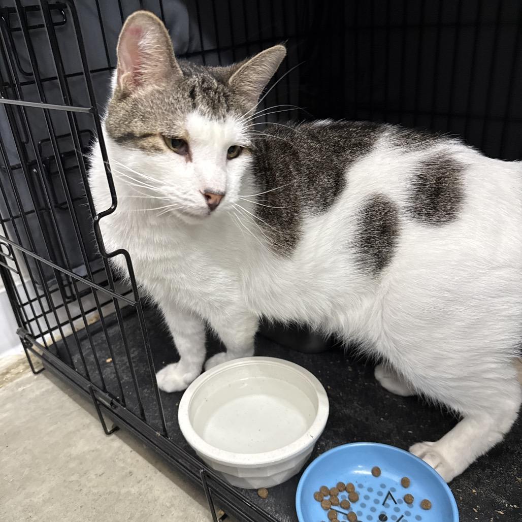 Enlarge Anthony, a Adoptable Domestic Short Hair in Bismarck, ND image 3/6