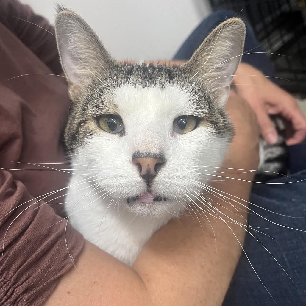 Enlarge Anthony, a Adoptable Domestic Short Hair in Bismarck, ND image 4/6