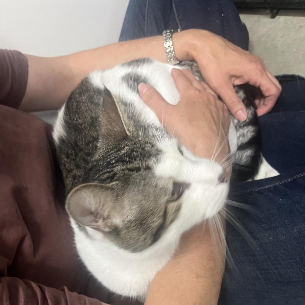 Enlarge Anthony, a Adoptable Domestic Short Hair in Bismarck, ND image 5/6