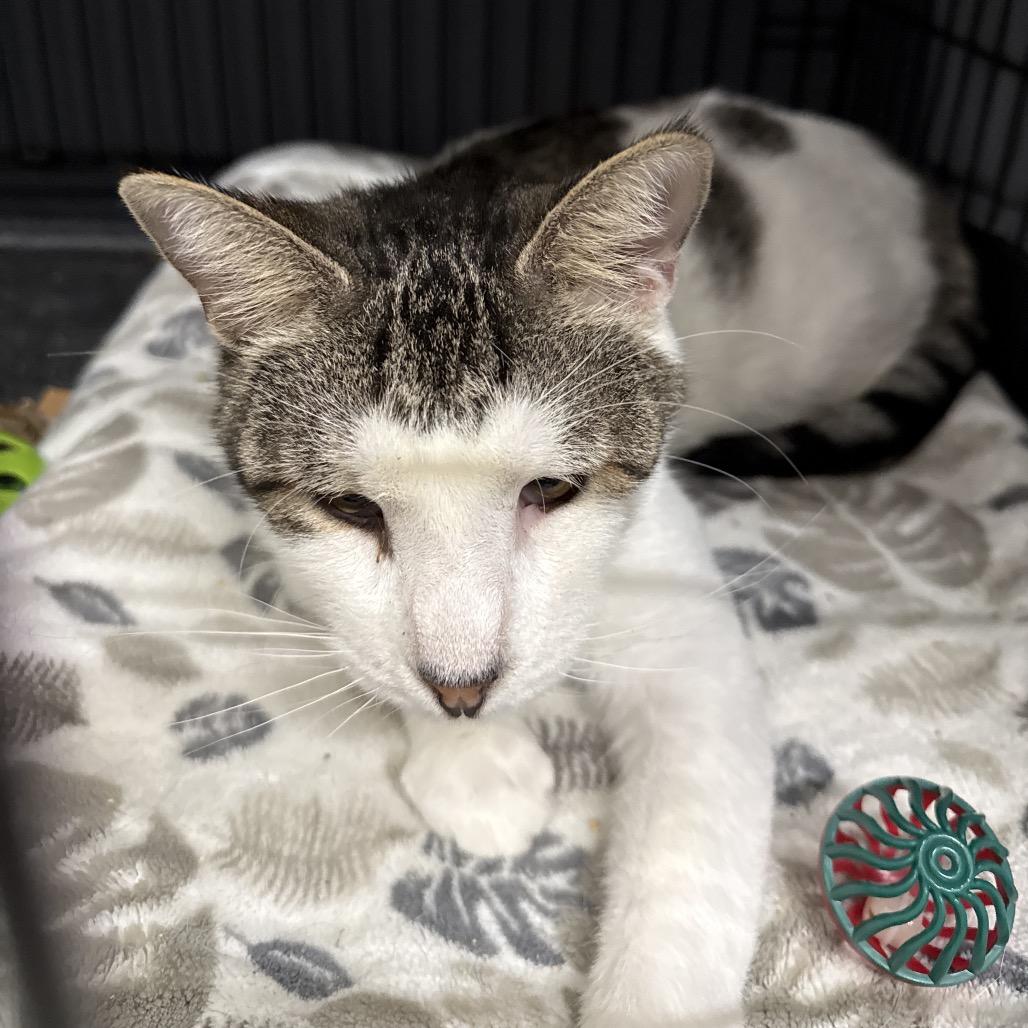 Enlarge Anthony, a Adoptable Domestic Short Hair in Bismarck, ND image 6/6
