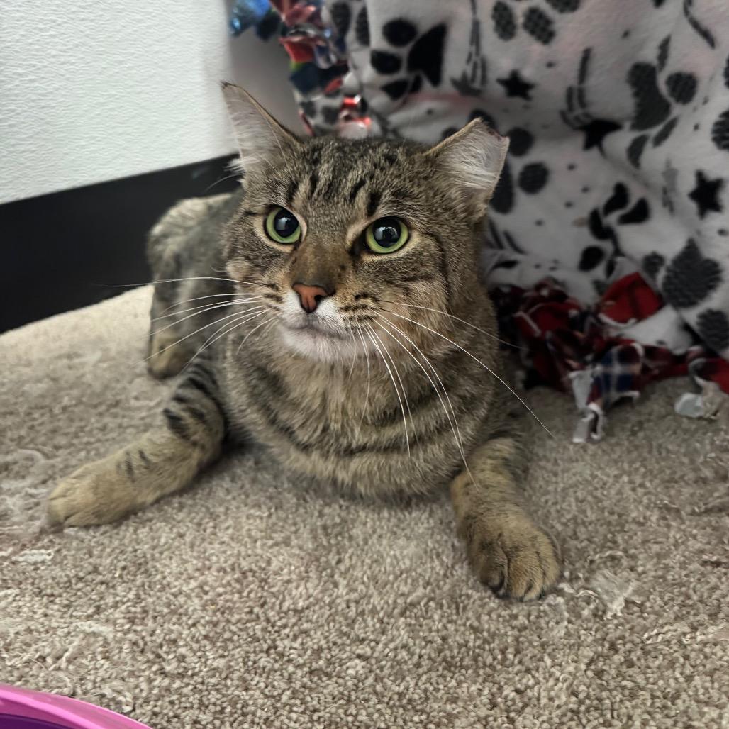 Enlarge Kirkland, a Adoptable Domestic Short Hair in Port Angeles, WA image 1/6