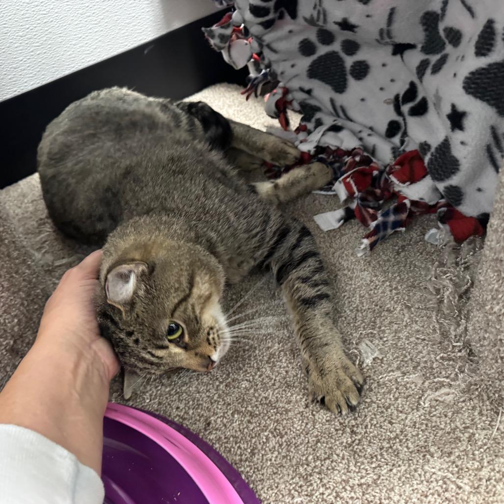 Enlarge Kirkland, a Adoptable Domestic Short Hair in Port Angeles, WA image 2/6