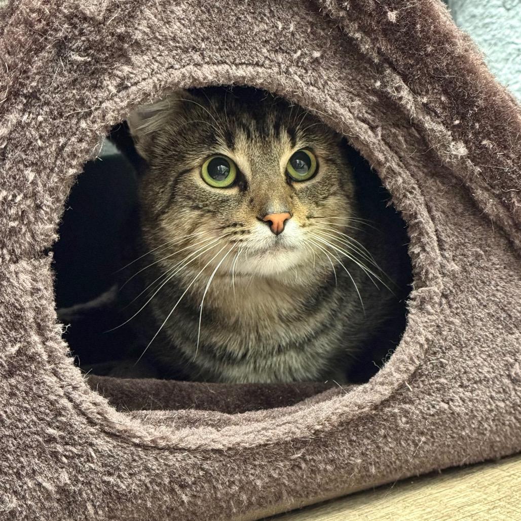 Enlarge Kirkland, a Adoptable Domestic Short Hair in Port Angeles, WA image 3/6