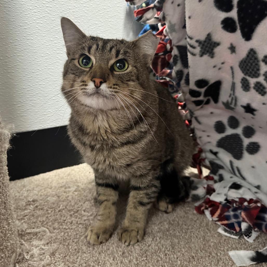 Enlarge Kirkland, a Adoptable Domestic Short Hair in Port Angeles, WA image 4/6