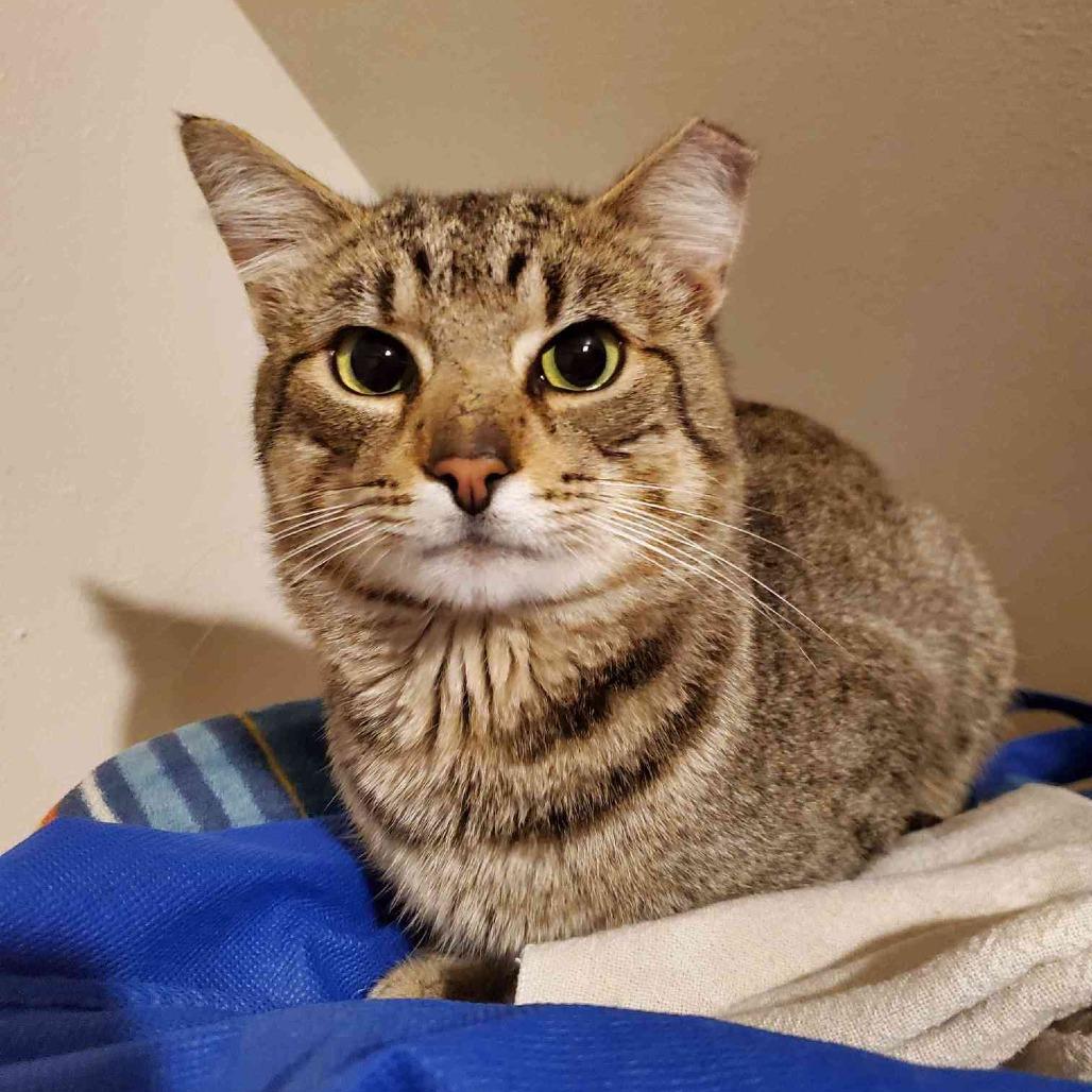Enlarge Kirkland, a Adoptable Domestic Short Hair in Port Angeles, WA image 5/6