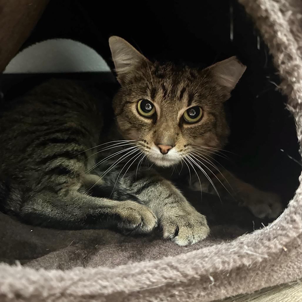 Enlarge Kirkland, a Adoptable Domestic Short Hair in Port Angeles, WA image 6/6
