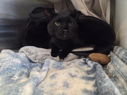 Leo, Adoptable, Kitten Male Domestic Short Hair & Domestic Short Hair.