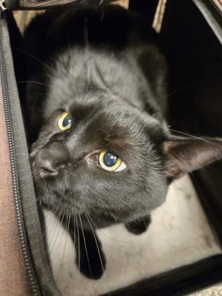 Leo, a Adoptable mixed breed in Detroit, MI image 2/3